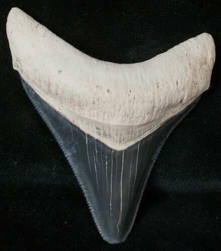 Serrated Bone Valley Megalodon Tooth #17978